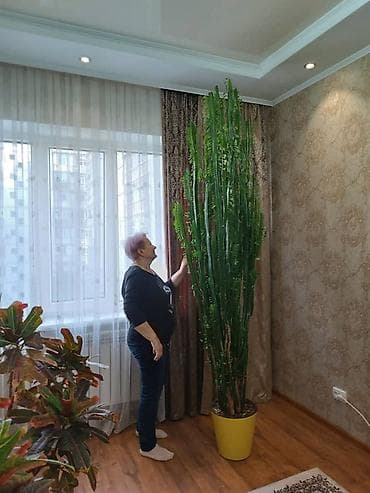 Дом и сад: Эуфорбия кадуцея (Euphorbia trigona, «кактус‑кафедральный»), Малочай — 3