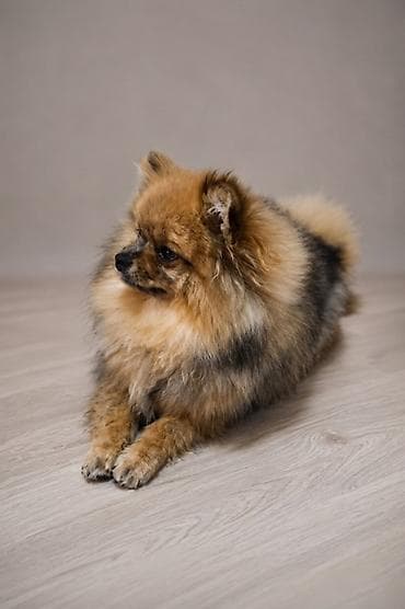 Продажа собак: Шпиц, 1 год, Самка, С прививкой, С родословной — 2