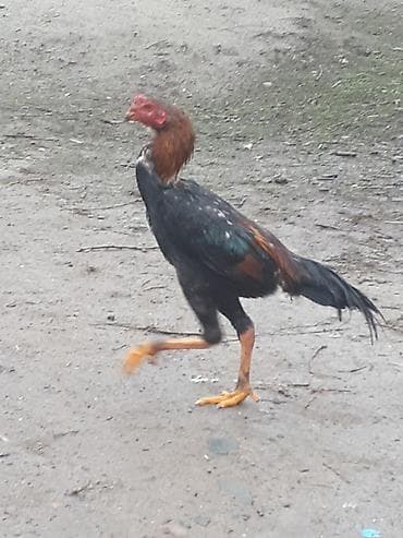 куры карлик: Продаю | Петух | Бойцовая | Для боев — 7