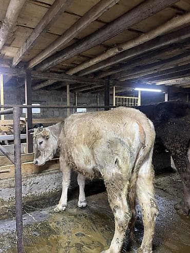 продам коз: Продаю | Корова (самка) | Для молока | Привязанные — 5