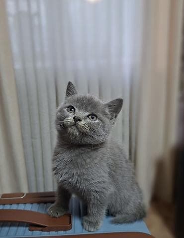 кошко: Скотиш Страйт (Шотландская прямоухая), 2 месяца, Мальчик, Голубой, Приучена к лотку, Проглистована — 5