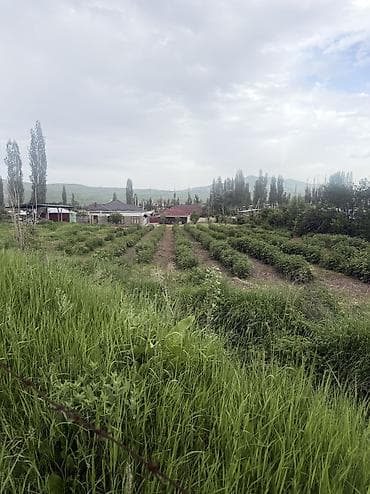 участок под кашар: 18 соток, Для строительства, Красная книга, Тех паспорт — 5