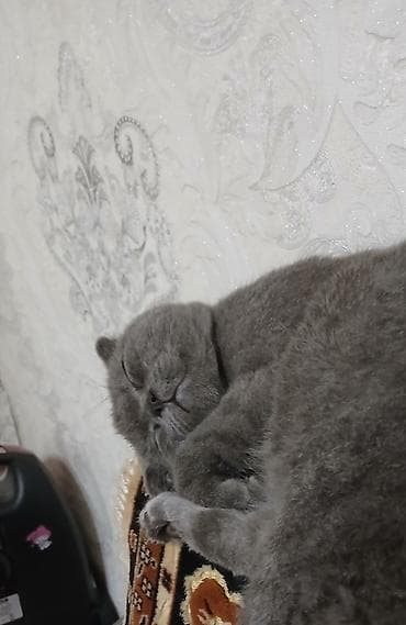 хара: Шотландский кот (скоттиш‑фолд), окрас сплошной серый (blue). Плюшевая — 8