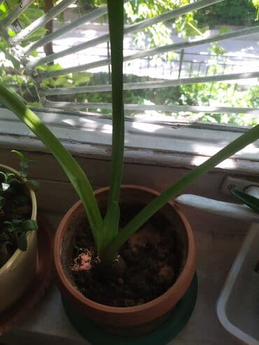 цветы домашнии: Комнатные цветы 
Денежное дерево
Каланхоэ — 3