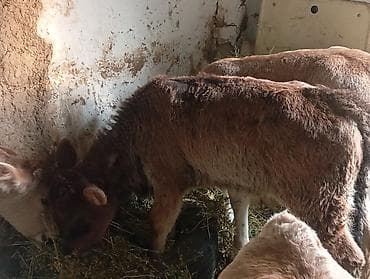 большие собаки: Продаю | Бык (самец), Музоо, торпок | Швицкая, Симментальская | На откорм — 3