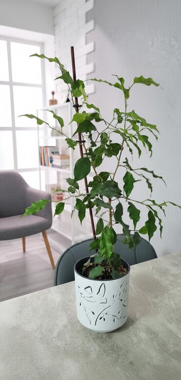 диффенбахию и фикус: Фикусвыращен в домашних условиях, 55 см,всего — 2