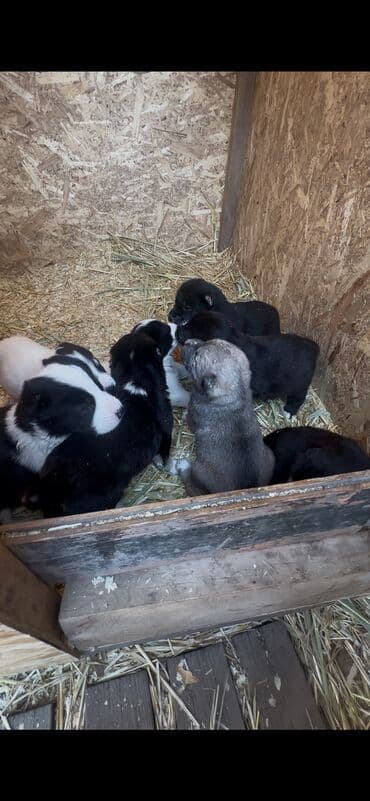 Иттер: Алабай, 2 айлык, Ургаачы, Эмделген, Ит тегин тастыктоочу документ — 3