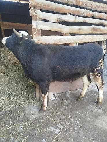 симентал бычки: Продаю | Бык (самец) | Для разведения — 5