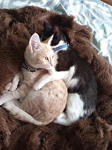 кошки сиямские: Кошка даром: Беспородная, 6 месяцев, Девочка, Приучена к лотку — 3