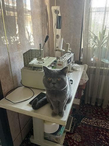 гималайская кошка: Вязка: Британская короткошёрстная, Мальчик, 2 года, С прививками, Голубой — 1