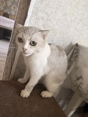 Шотландская кошка (скоттиш-страйт), окрас серебристый шиншилла с