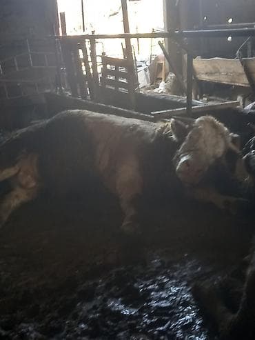 Ветеринар кызматы: Сатам | Бука (эркек) | Симментал | Бордоп семиртүү үчүн, Союуга, Көбөйтүү үчүн — 8