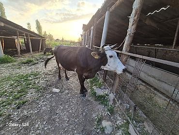 Үй жаныбарлары: Сатам | Уй (ургаачы) | Айршир | Сүт алуу үчүн — 4