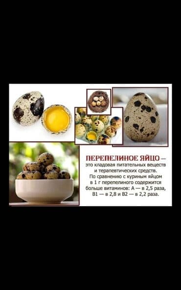 купить инкубационное яйцо несушек: Продаю Суточных перепелят. под заказ. яйцо инкубационное по 7 — 3