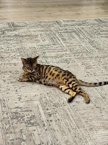 сибирская лесная кошка: Бенгальская, 2 года, Девочка, Приучена к лотку, Проглистована, С документами — 9