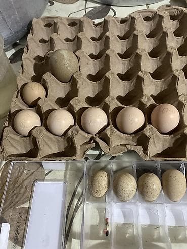 Продаю инкубационное яйцо декаративных фазанов Серебрянного фазана