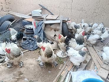 комбикорм для кур: Продаю | Куры | Брама | Для разведения — 5