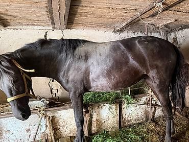собака такса щенок: Продаю | Кобыла (самка) | Рабочий — 7