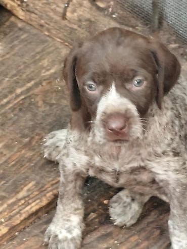 алабай шинки: Готовы к продаже щенки драатхары Родились 23 февраля. Три девочки и — 1