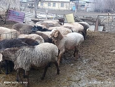 Продаю | Баран (самец) | Полукровка | Для разведения | Матка