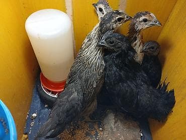 куры таджон: Продаю | Цыплята | Для разведения — 2