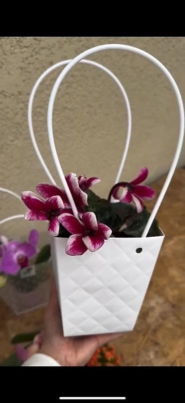 Бөлмө өсүмдүктөрү: Цикламены Оптом и в розницу

Для заказа — 2