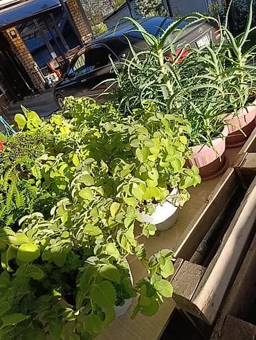 Комнатные растения: Комнатные растения в горшках: 1) Пахучка/мексиканская мята — 8