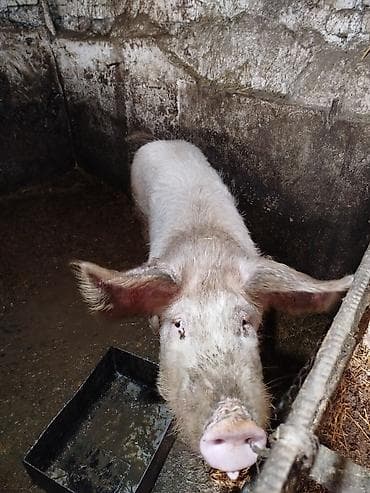 продаю быки: Продаю | Хряк (самец) | Крупная белая | Для разведения | Осеменитель — 2