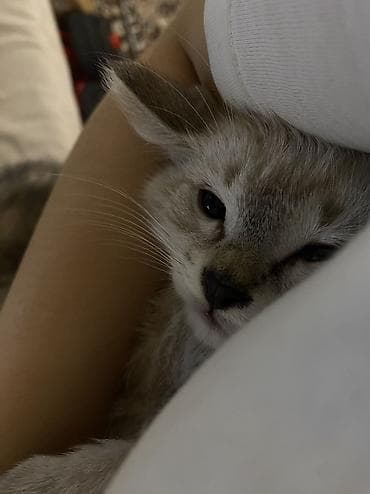 кошка даром: Сиамская, 2 месяца, Девочка, Метис, Приучена к лотку, Проглистована — 3