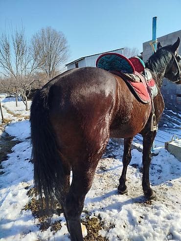 мал айдаган ит сатылат: Сатам | Байтал | Ат спорту — 2