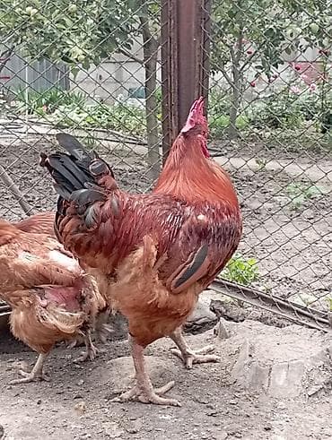 кохинхин куры: Продаю | Петух | Для разведения — 3