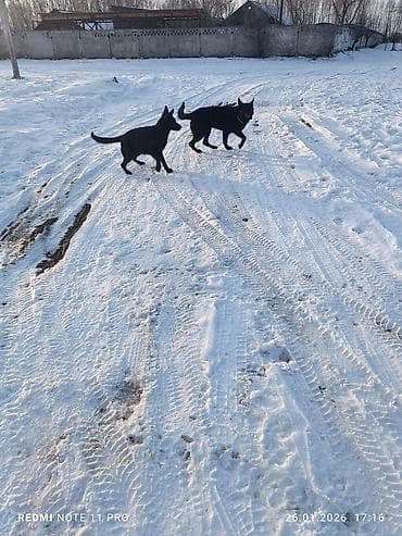 щенки породы акита ину: Две молодые собаки черного окраса. Описание: - Активные, подвижные, с — 3
