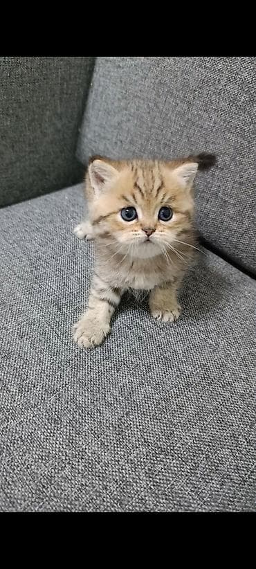 Мышыктар: ПРОДАЖА. шотландский котенок скотиш страйт в окрасе золотая шиншилла.2 — 4