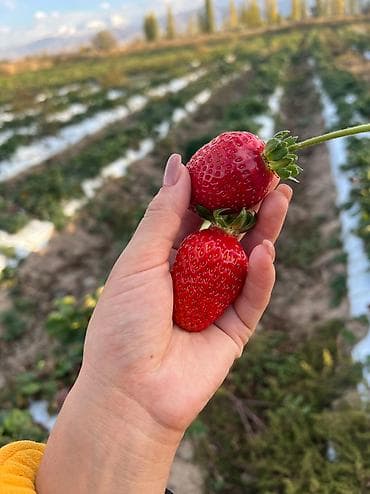 продам капусту оптом: Рассада 🍓Сорт Альбион,Альба В розницу и оптом ❗️ ВЫГОДНАЯ СКИДКА — 2