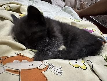 scottish fold: Котята, домашнее выращивание. - Окрас: два короткошёрстных тигровых — 5