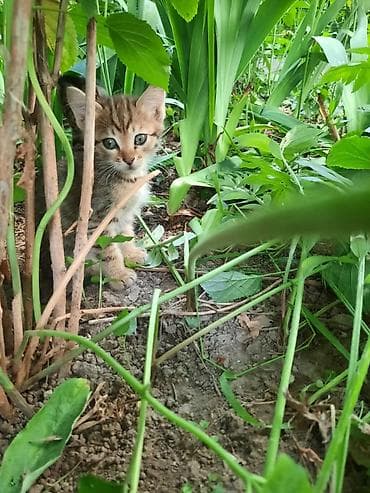 вака: Милые котята с классическим тигровым (табби) окраcом. Особенности: - — 4