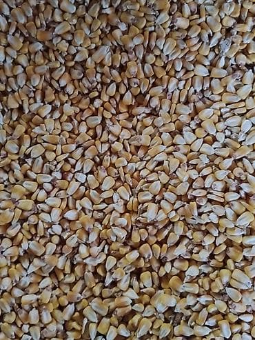 С/х животные и товары: Продаю кукуруза 25 с 12 тон токмок — 1