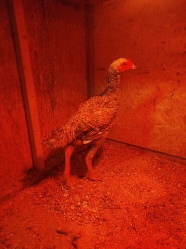 продажа собак в бишкеке: Дакан цесарка жожо короз сатылат активный алмашу жолдору бар адрес — 5