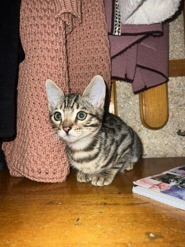 котик вислоухий купить: Котёнок с красивым тигровым окрасом (чёрно‑серые полосы и розовый — 1