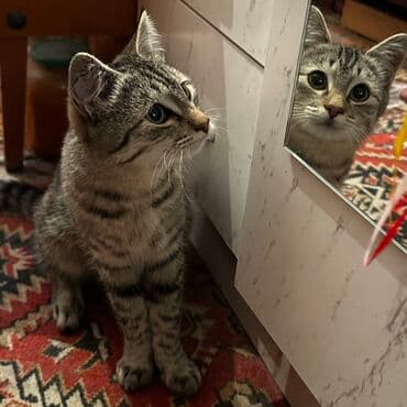 купить американского бульдога: Нашли котенка в районе Политех. Ищем хозяев. Если не сможем найти — 1