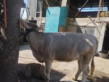 немецкая овчарка сучка: Продаю | Тёлка | Полукровка | Для молока — 3