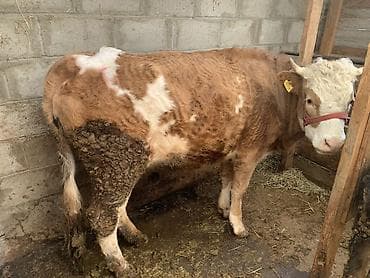 амстафф бишкек: Сатам | Уй (ургаачы) | Симментал | Бордоп семиртүү үчүн | Байланган — 2