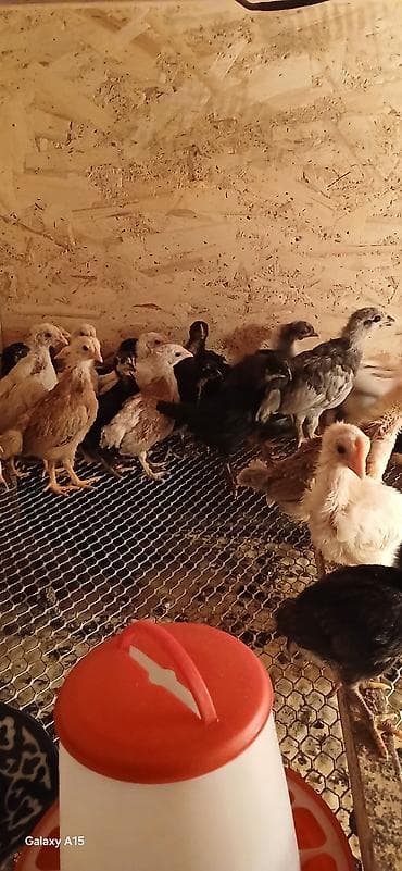 Айыл-чарба жаныбарлары: Сатам | Балапандар | Көбөйтүү үчүн — 3