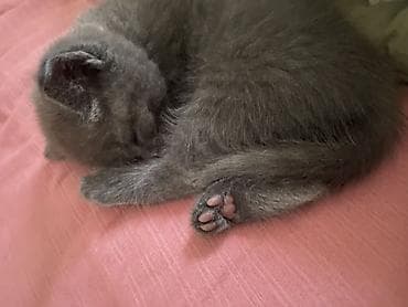 Отдам даром Британский короткошёрстный котёнок, окраса сплошной