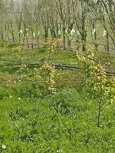 Бөкөнбаев айылынын, Таш-Дөбө тилкесинен айдоо жер сатылат. Аянты