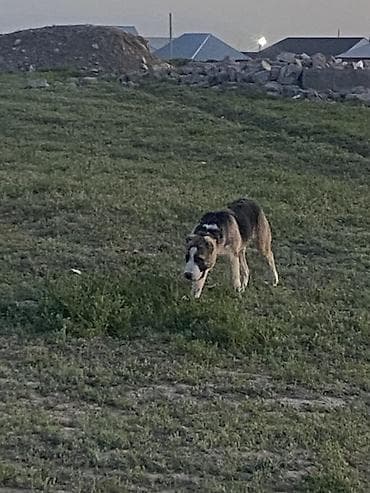 аргентинский дог: Алабай, 4 месяца, Самец, С прививкой — 7
