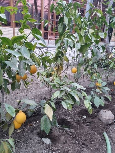 летний душ бачок: Лимонные деревья (цитрус) - Плодоносящие деревья лимона, выращены в — 1
