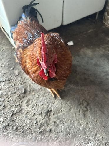 корм животным: Продаю | Петух | Домашняя | Для разведения — 3
