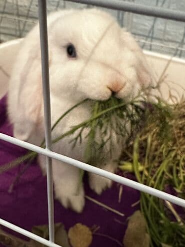 кролик цена: Срочно продам кролика породы баран(вислоушка) Самец 3,4месяца Отдам — 8