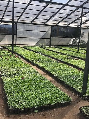 корзины свадебные: Самовывоз, Бесплатная доставка, Платная доставка — 4